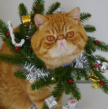 Load image into Gallery viewer, Kitty Wishes