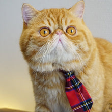 Load image into Gallery viewer, Back To School