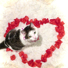 Load image into Gallery viewer, Kitty Kisses