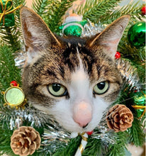 Load image into Gallery viewer, Kitty Wishes