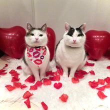 Load image into Gallery viewer, Kitty Kisses