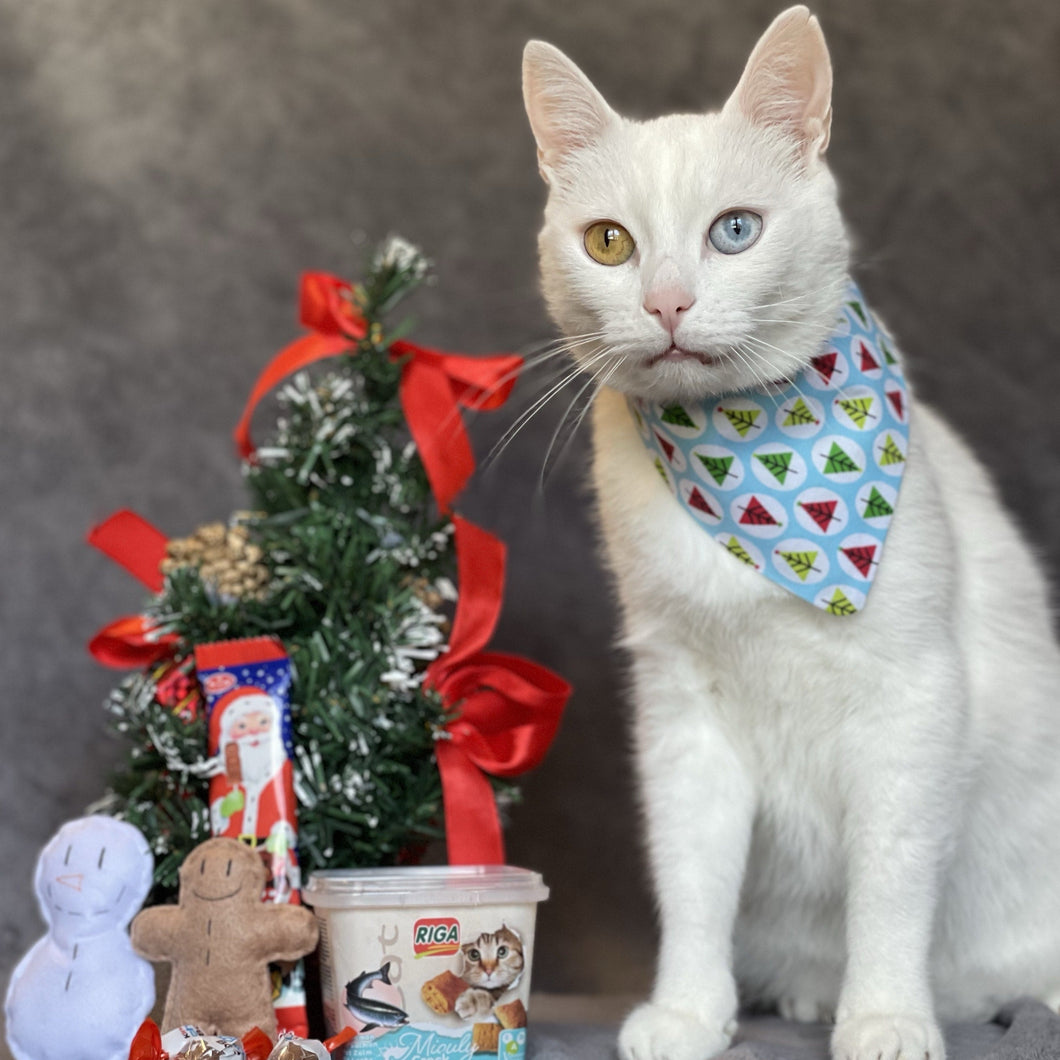 A Kitty Under The Xmas Tree